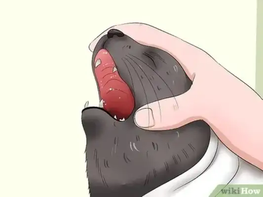 How easy for cats? Step details and common error areas