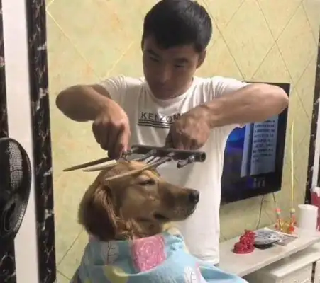 The dog was smart and understanding, but he ran into the owner