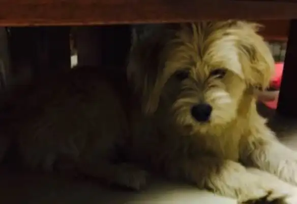 The dog had his clothes and pants wrapped up in a bus stop plate, and saw the poor thing in front of the window