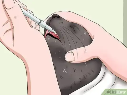 How easy for cats? Step details and common error areas