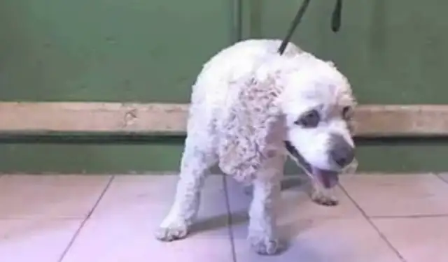 The dog's 20 years old, but the owner's out of town because he's a little confused;