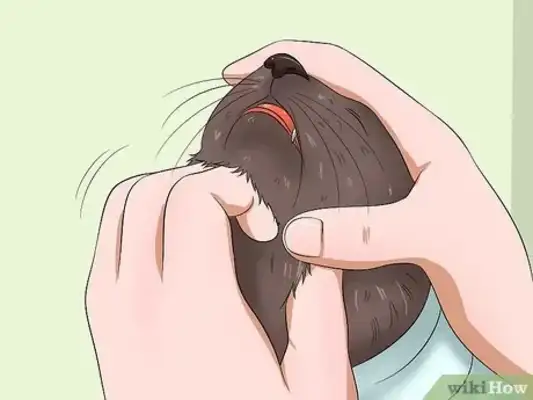 How easy for cats? Step details and common error areas