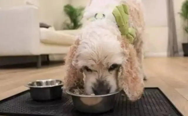 The dog's 20 years old, but the owner's out of town because he's a little confused;