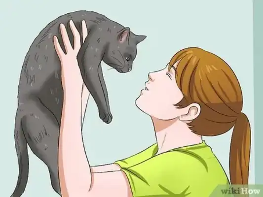 How easy for cats? Step details and common error areas