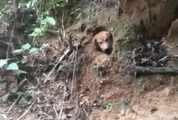 Dogs dig their own holes to keep their summer owners away from the Internet all day long: 500 years ago, haven't they come yet