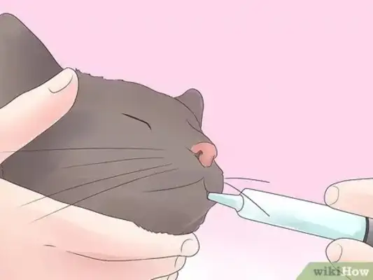 How easy for cats? Step details and common error areas