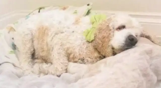 The dog's 20 years old, but the owner's out of town because he's a little confused;