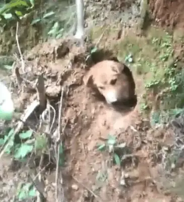 Dogs dig their own holes to keep their summer owners away from the Internet all day long: 500 years ago, haven't they come yet
