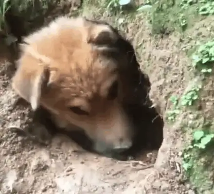 Dogs dig their own holes to keep their summer owners away from the Internet all day long: 500 years ago, haven't they come yet