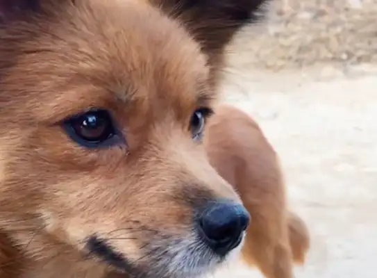 The dog will be adopted. Mom and the kid will say goodbye for the last time