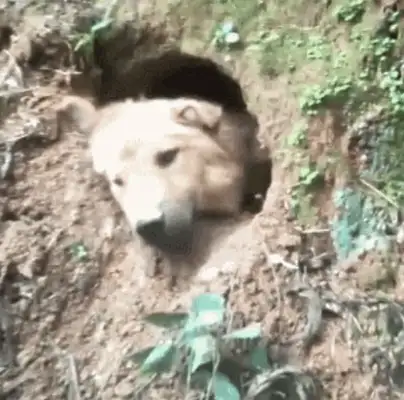 Dogs dig their own holes to keep their summer owners away from the Internet all day long: 500 years ago, haven't they come yet