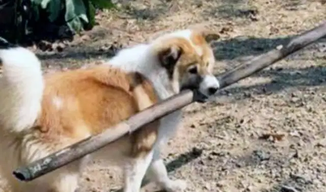 I'm a pet dog. I can't help it