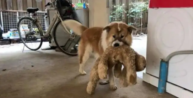 I'm a pet dog. I can't help it