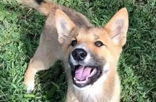 The dog came to ask for adoption. Veterinary: Take her away