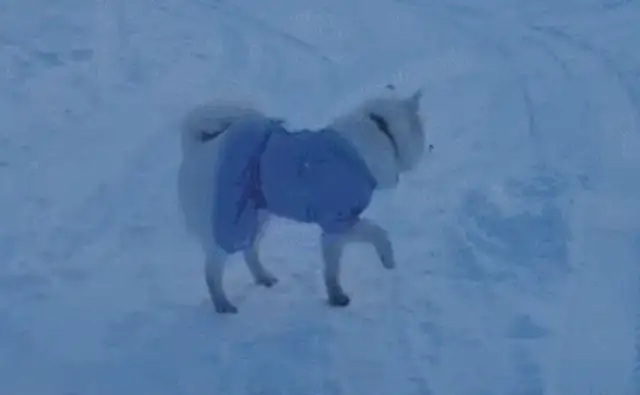 When a dog from the south goes north, it's too much to bear