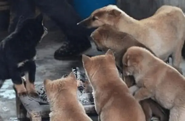 When a dog from the south goes north, it's too much to bear