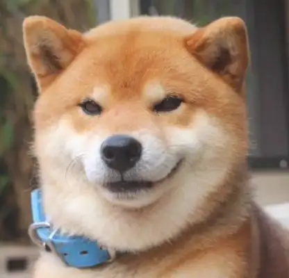 When the dog looked in the mirror, it started to suck, and he had a fight with himself: come out of there