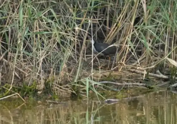 Crownfish dogs show up at the mountain court to refresh the Lake Coast bird record