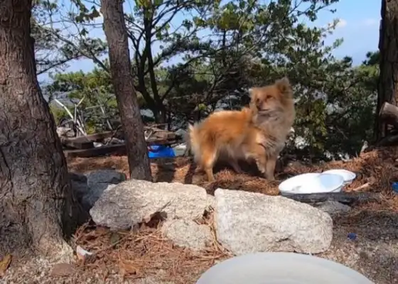 The stray dog has refused to go down the mountain for two years, and the master is not happy, but he's loyal