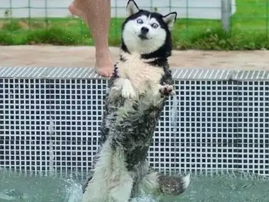 The dog was thrown out of the pool, and the owner was still filming it, and unfortunately it happened