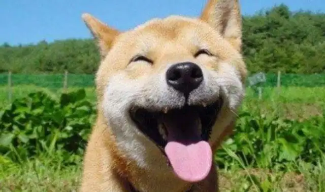 The dog walks the ropes, the owner fights, the dog owner: The fury boy is more expensive than your baby, and it's stupid