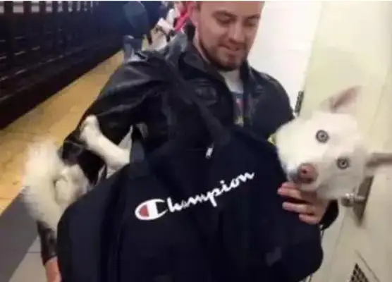 You can get your dog on the subway, you can set up a car for pets, you have to get inside. Down