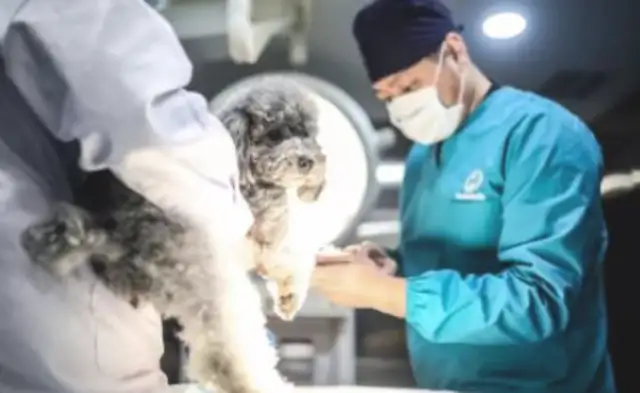 It's 90% of what a pet dog in a pet clinic consumes. Yes