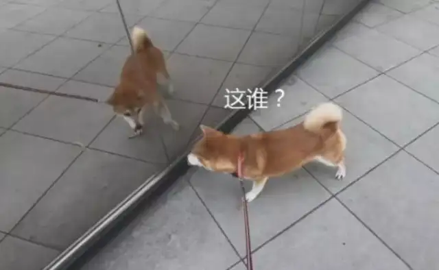 When the dog looked in the mirror, it started to suck, and he had a fight with himself: come out of there