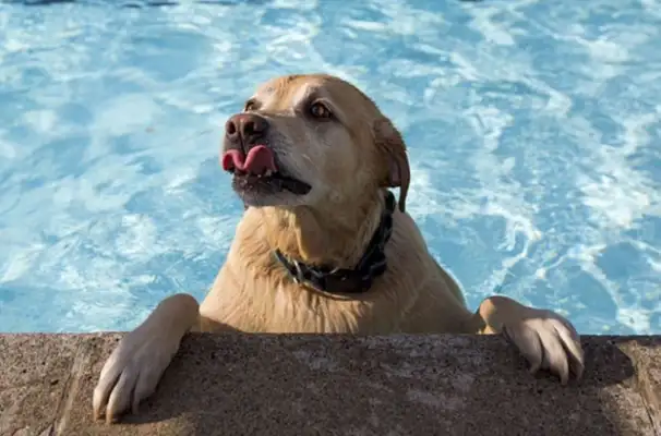 The dog was thrown out of the pool, and the owner was still filming it, and unfortunately it happened