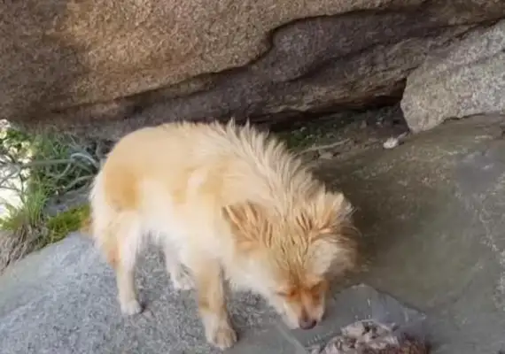 The stray dog has refused to go down the mountain for two years, and the master is not happy, but he's loyal