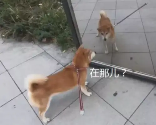 When the dog looked in the mirror, it started to suck, and he had a fight with himself: come out of there