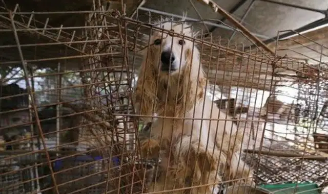 The Afghan bloodhound stands next to a sheepdog that suddenly changes to 