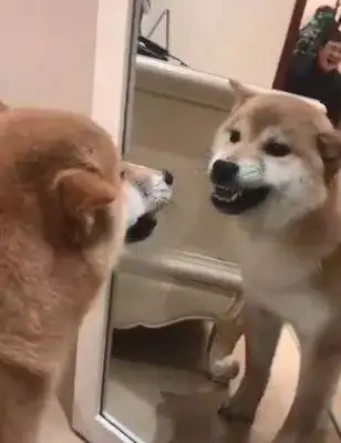 When the dog looked in the mirror, it started to suck, and he had a fight with himself: come out of there