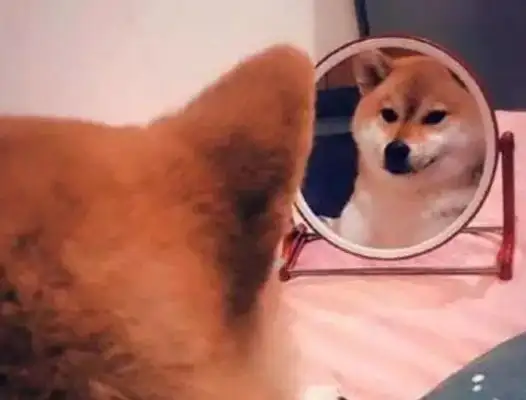 When the dog looked in the mirror, it started to suck, and he had a fight with himself: come out of there