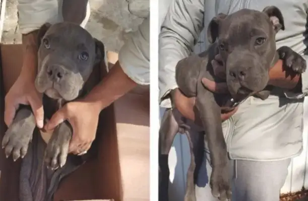 A 12-year-old boy abandons a puppy, leaves a note with a heart attack, and it's hard to get behind him