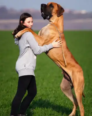 Dogs run after each other, pull the old man 180 degrees down, hit his head with blood. Stream