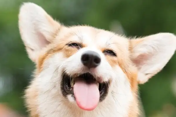 Why would a dog sneeze? The reason the dog sneezes