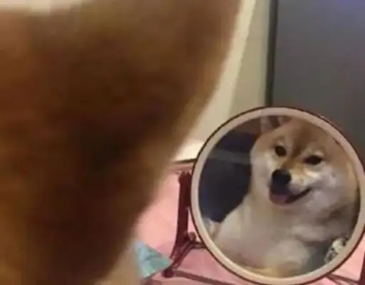 When the dog looked in the mirror, it started to suck, and he had a fight with himself: come out of there