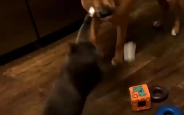 The little master, by mistake, injured the cat, but the little one got back at the dog, and the master, after saying why, commented on the pot!