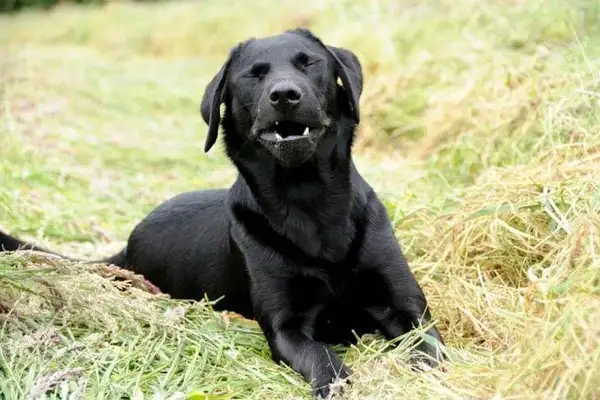 Why would a dog sneeze? The reason the dog sneezes