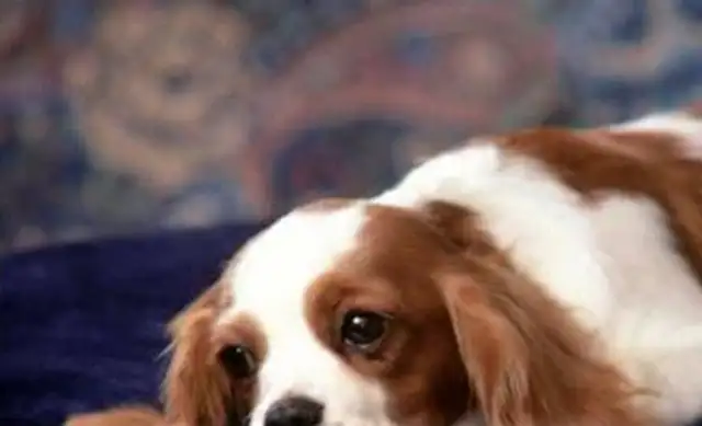 How to prevent the dog from going missing, how to find the lost dog, and give it to the dog keeper