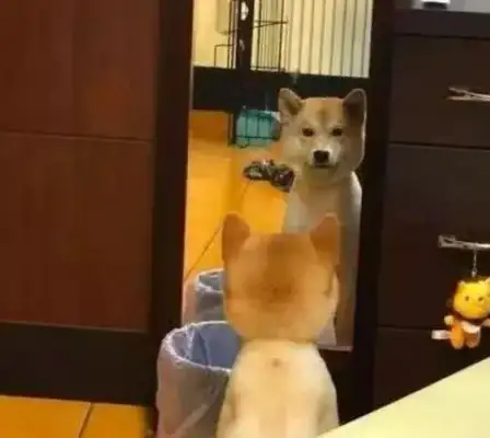 When the dog looked in the mirror, it started to suck, and he had a fight with himself: come out of there