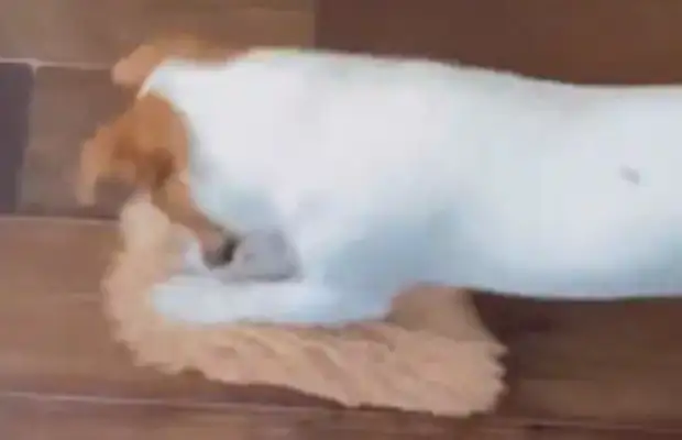 A girl threw a rag at a dog who likes to rub the floor. The dog did wipe the floor