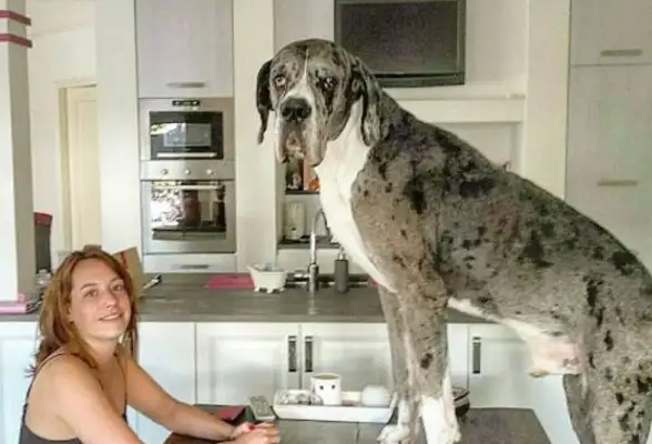 The dog has volunteered to be the baby's nanny, and he's always around