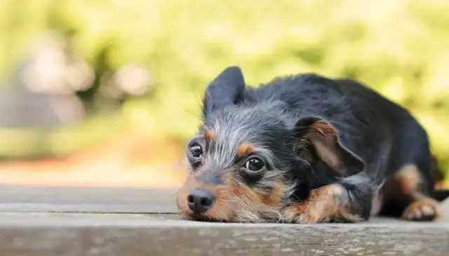 Why would a dog sneeze? The reason the dog sneezes