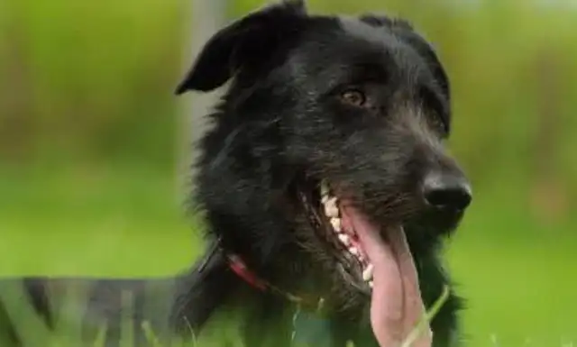 How to prevent the dog from going missing, how to find the lost dog, and give it to the dog keeper
