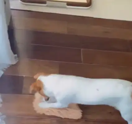 A girl threw a rag at a dog who likes to rub the floor. The dog did wipe the floor