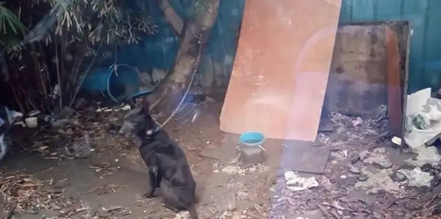 Old black dog outside the house