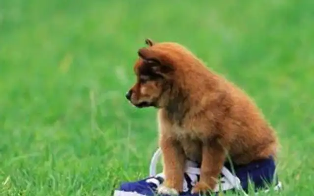 How to prevent the dog from going missing, how to find the lost dog, and give it to the dog keeper