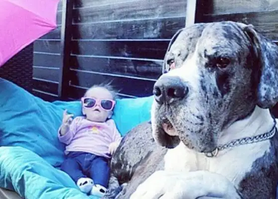 The dog has volunteered to be the baby's nanny, and he's always around